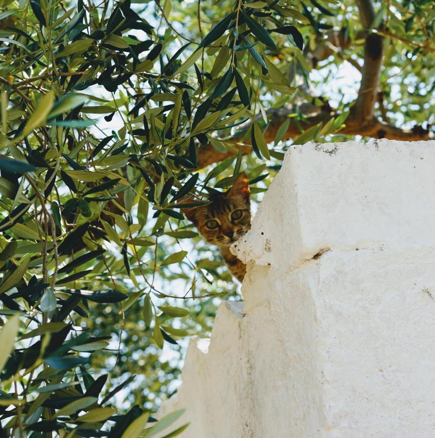 Masseria Pezze Galere Piscina Privata Fasano Exterior photo